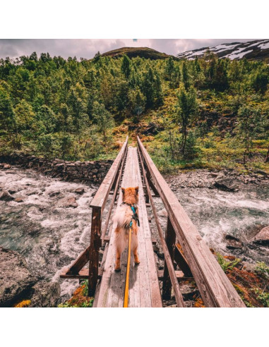 Non Stop línea de tiro Canicross Bungee Leash