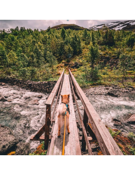 Non Stop línea de tiro Canicross Bungee Leash