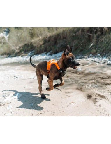 Compra Non Stop Arnés Ramble Harness en Canexion al Mejor Precio