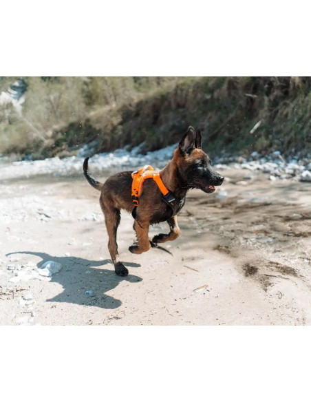 Compra Non Stop Arnés Ramble Harness en Canexion al Mejor Precio